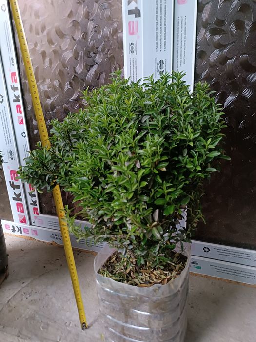 Хамиша яшил кучатлар. Иранский Шамшод