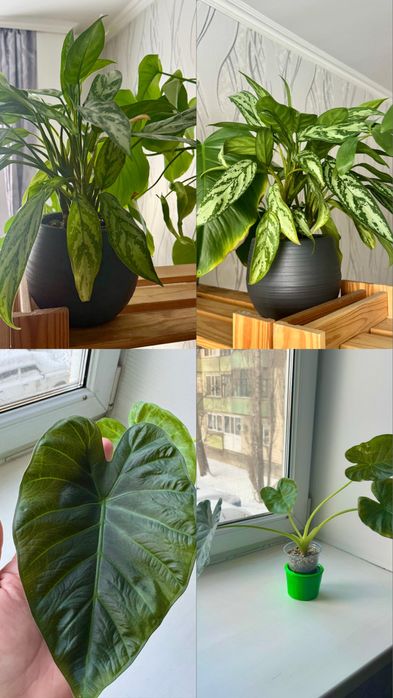 Продам цветы срочно