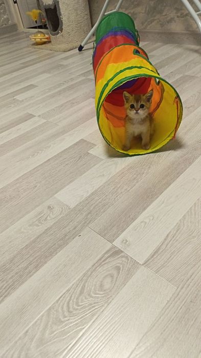 Золотая шиншилла малыши