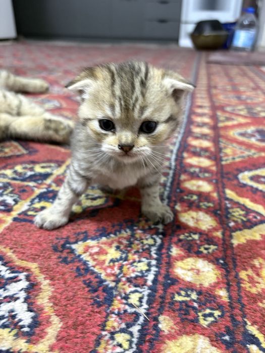 Onasi bilan 2 ta yangi tugʻilgan mushukchalar!