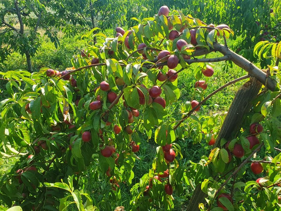 Pomi fructiferi altoiti