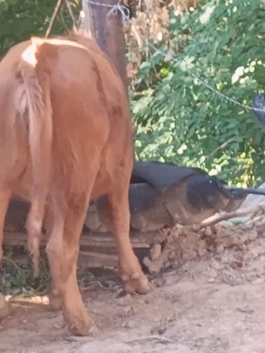 Vând vițeaua angus