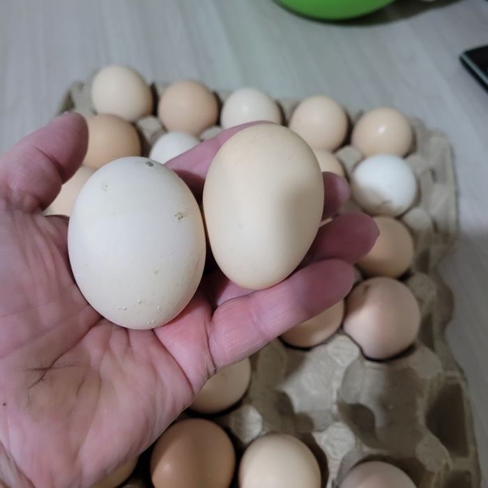 Домашние пищевые яйца