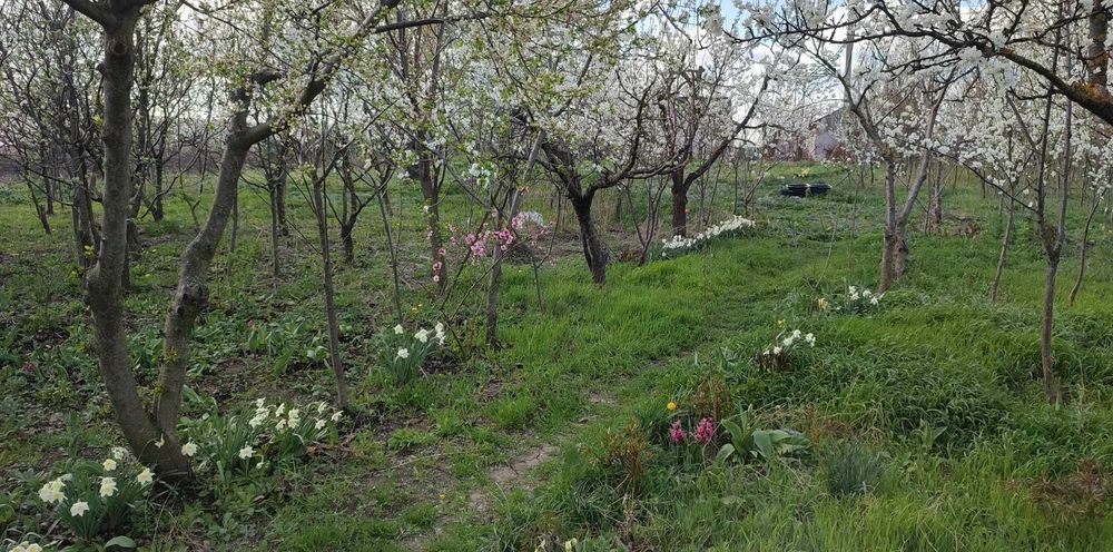 Vând Teren Loc de Casă în Satul Tocileni La Centru și Casă Bătrânească