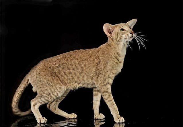 Ориентал леопардовое пятно