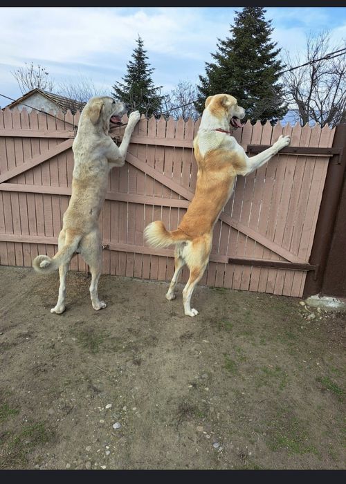 Femela Ciobanesc de Asia Centrala