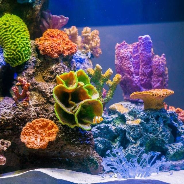 Acvarii din plexiglas la orice dimensiuni si forme