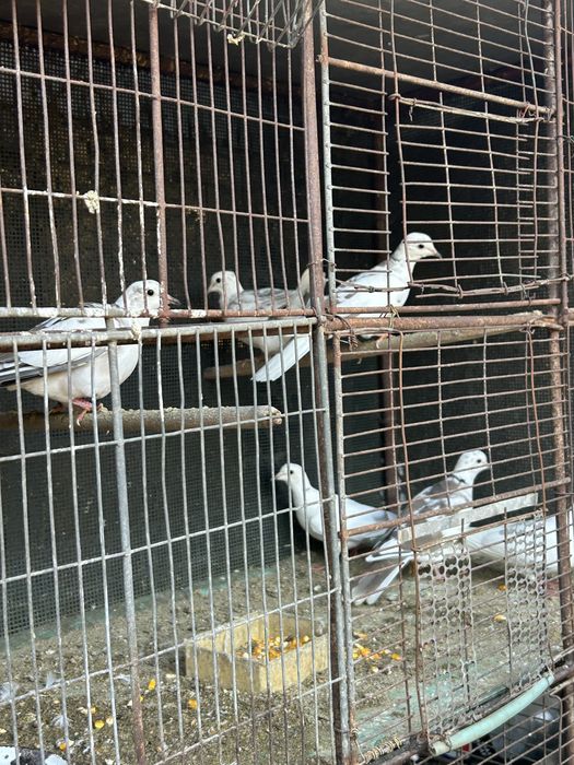 Turturici râzătoare  de vânzare