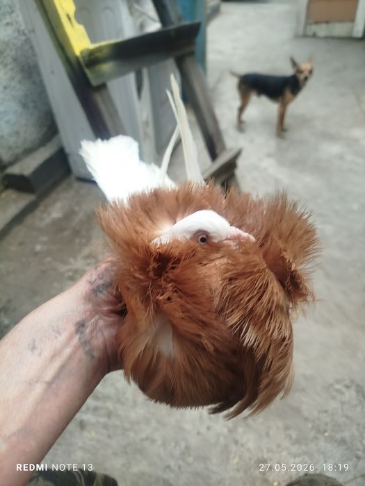 Продам голубеи разных
