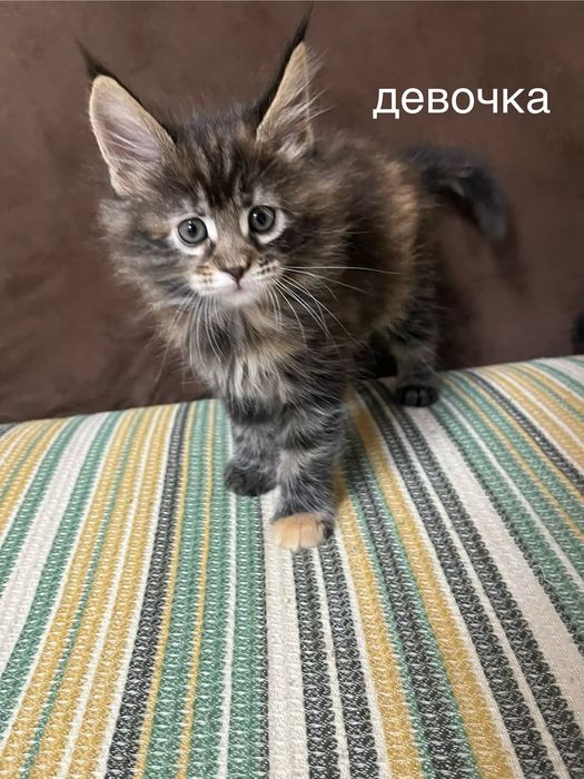Котята Мейн-кун .