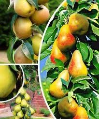 Pomi fructiferi columnari