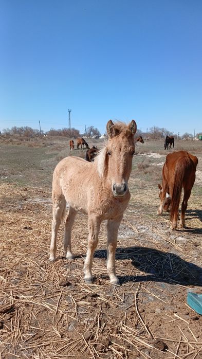 Ұрғашы Жабағы 10 ай