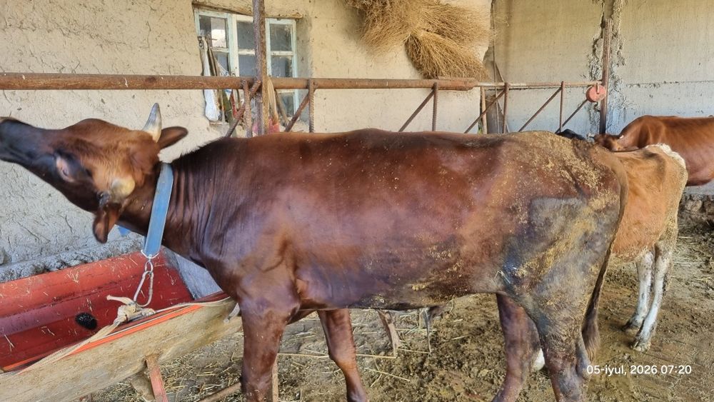 Buqa sotiladi tez va arzon