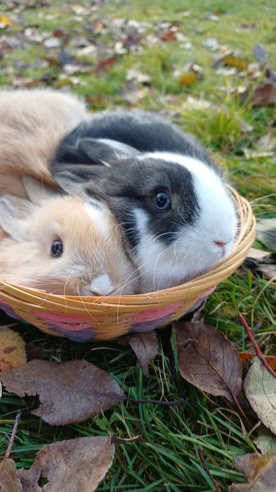 iepuri cap de leu pitic