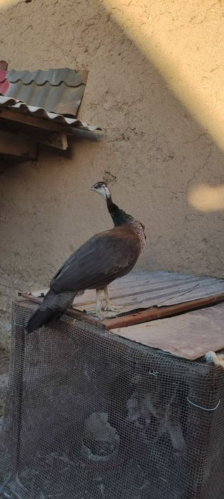 Павлин сатылады (парымен)