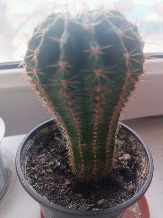 Продам кактус молодой