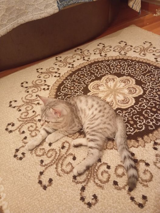 Продаётся шотландская котёнок