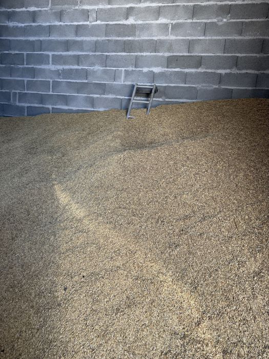 Vând triticale  grau ovaz porumb