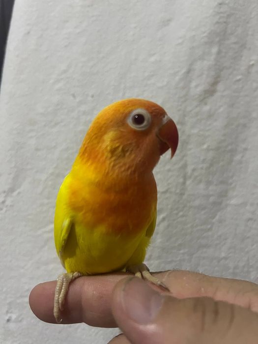 Ruchnoy nerazluchnik popugay