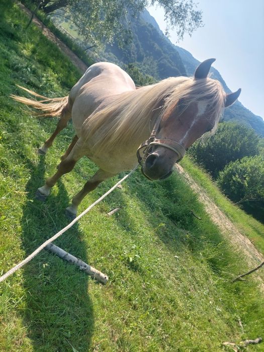 De vanzare urgent  armasar de 5 ani