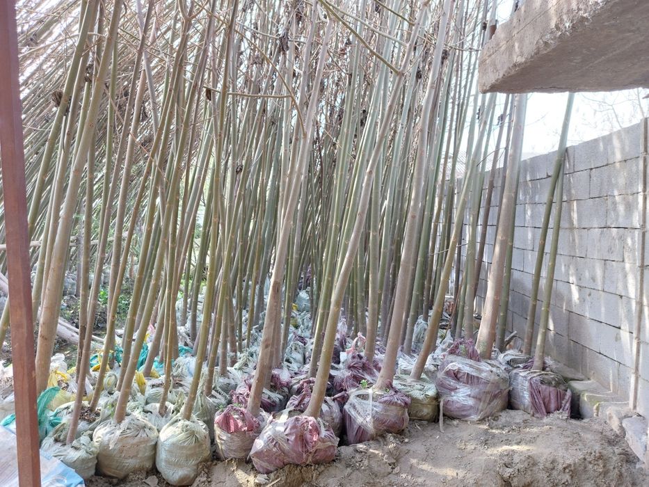 Pavlovniya bor  ikki yillik