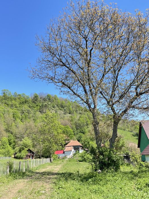 Vand casa veche Ocolis, jud. Alba. 2835 mp teren