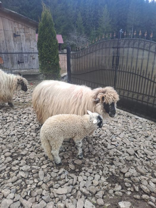 Vând oi bucălăi!!