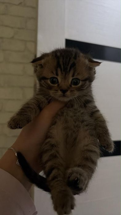 Породистые котята