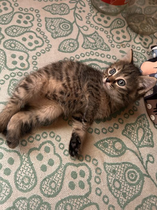 Котенок девочка ищет мам-пап