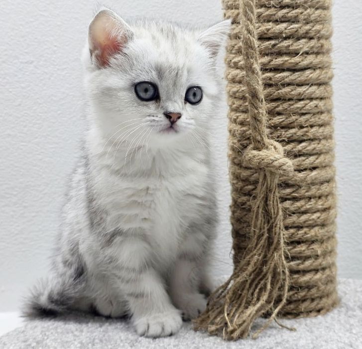 КоТик и кошеЧки ШотЛанДскиЕ