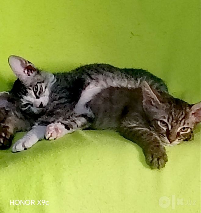 Котята породы свинкс браш