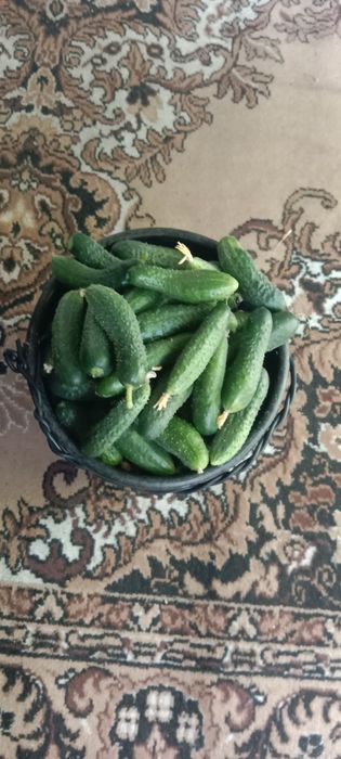 Продам Огурцы дачные вкусные,сочные, хрустящее!