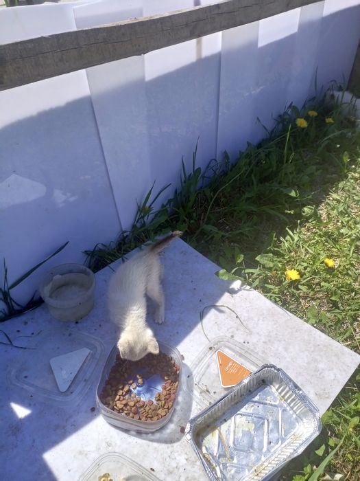 Отдам 4 котят бесплатно