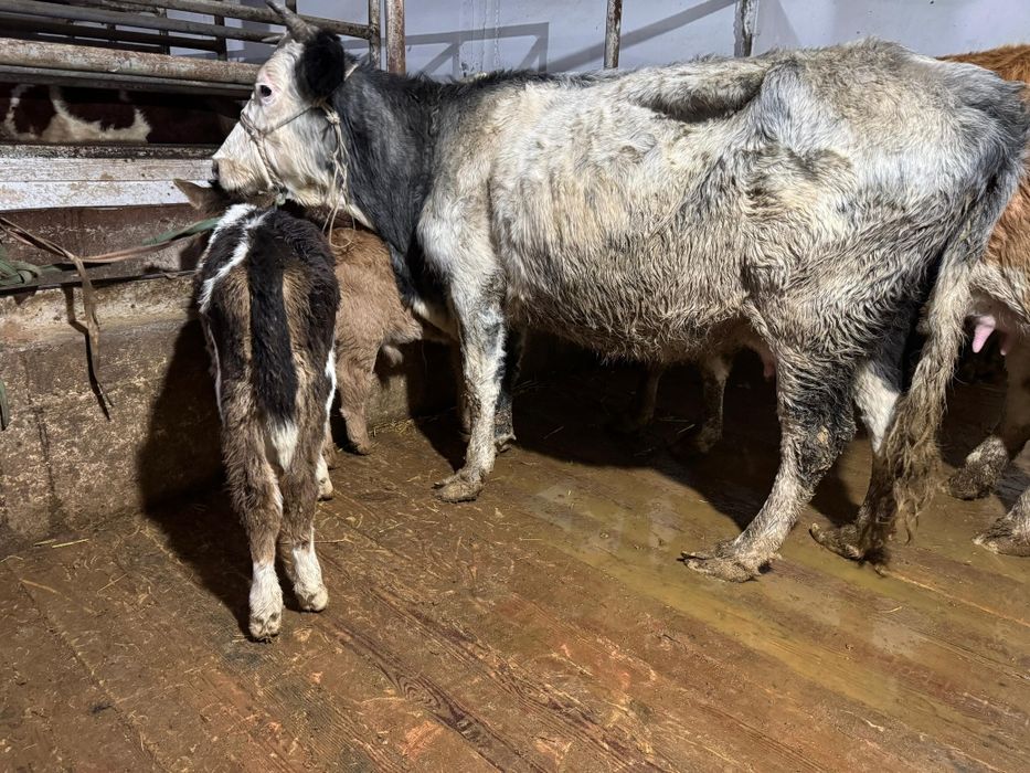 Көк сиыр сауынды ,бұзаулы