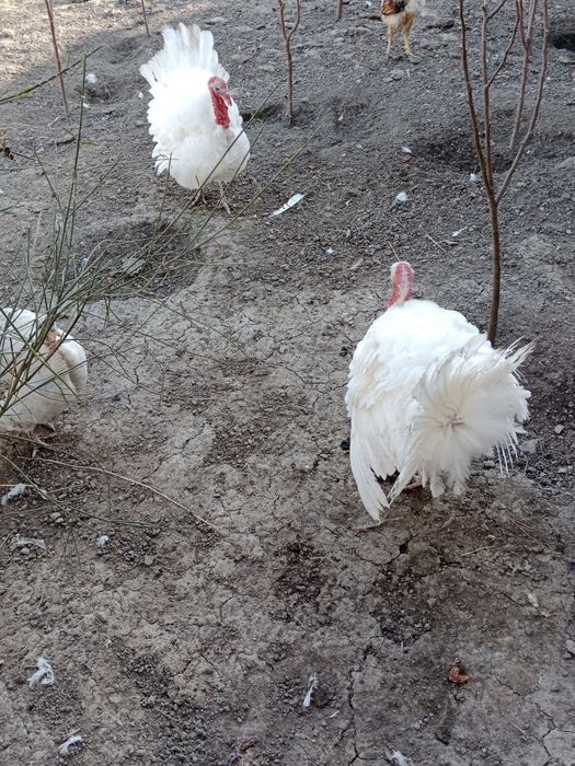 Курка сотилады 6 дона