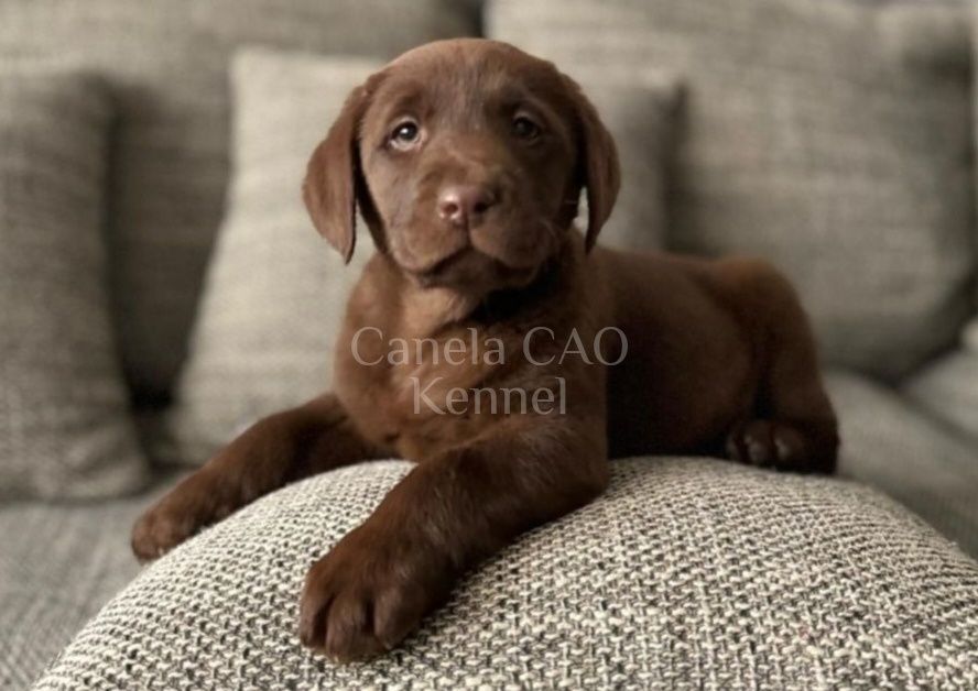 Labrador  Ciocolatiu femela