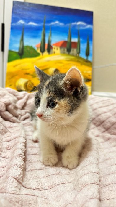 Отдам котенка в добрые руки