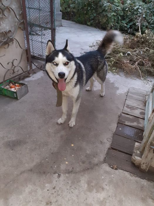 Кабель для вязки хаски орлекин