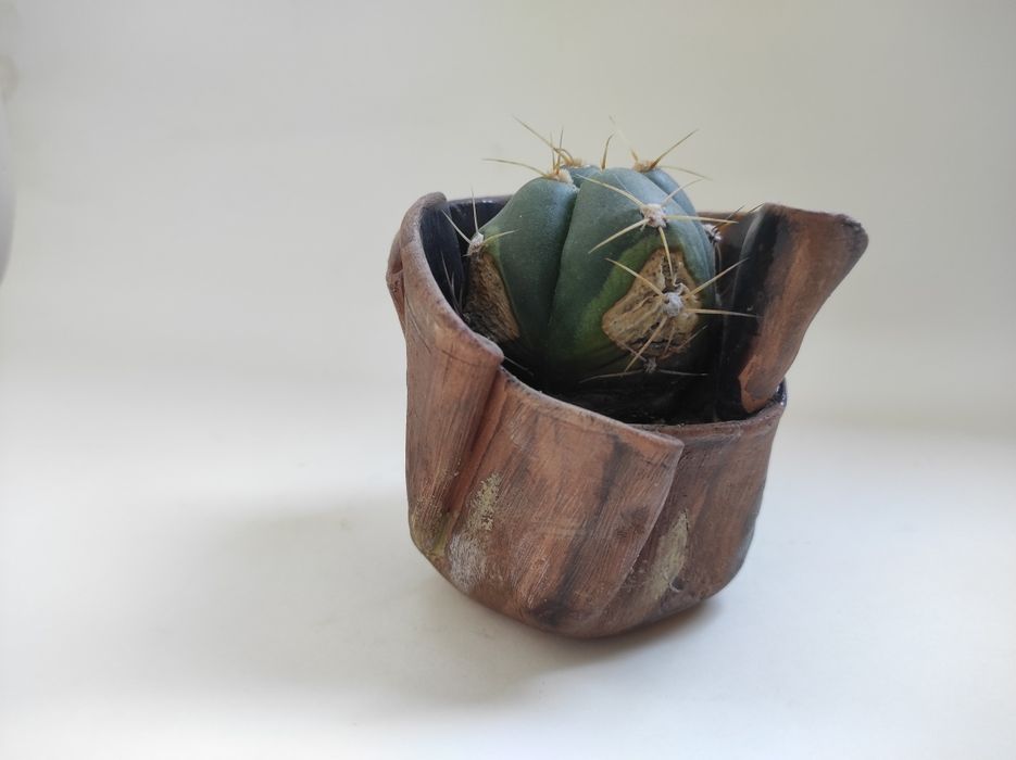 Vas ceramica cactuși/suculente