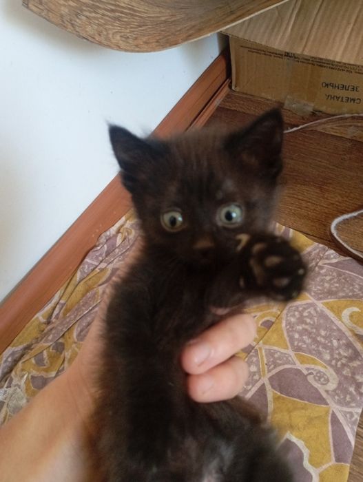 Котята чисто черные