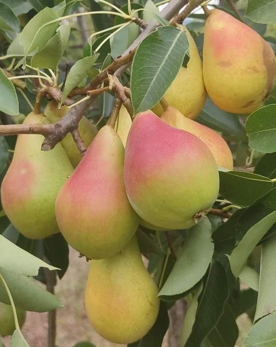 Pomi fructiferi ;mar par cais cires visin gutui nectarin piersic prun