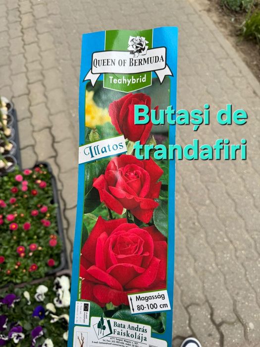 Butași de trandafiri