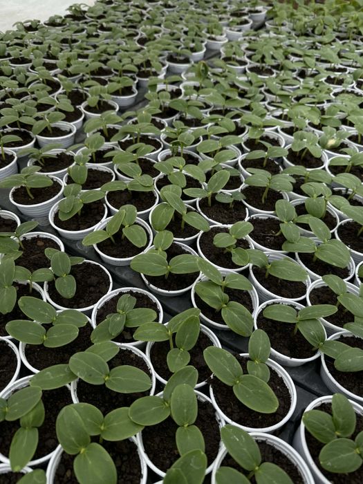 Разсад домати ранни- директно от производител!