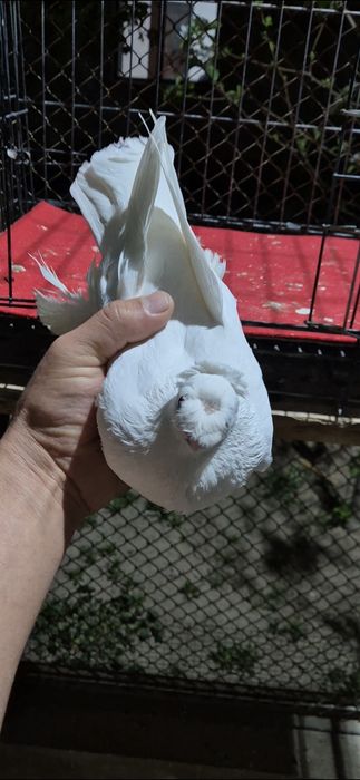 Голубкаа белаяяяя