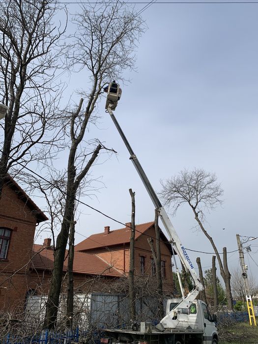 Nacela de inchiriat, Toaletări copaci, arbori,