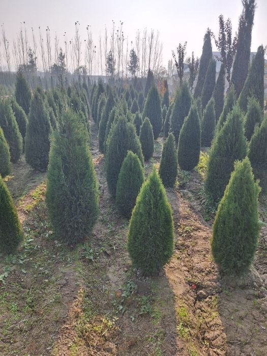 Арча экиш мавсуми бошланди.