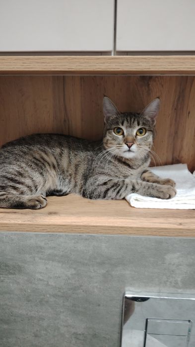 Продам помесь бенгальского котёнка