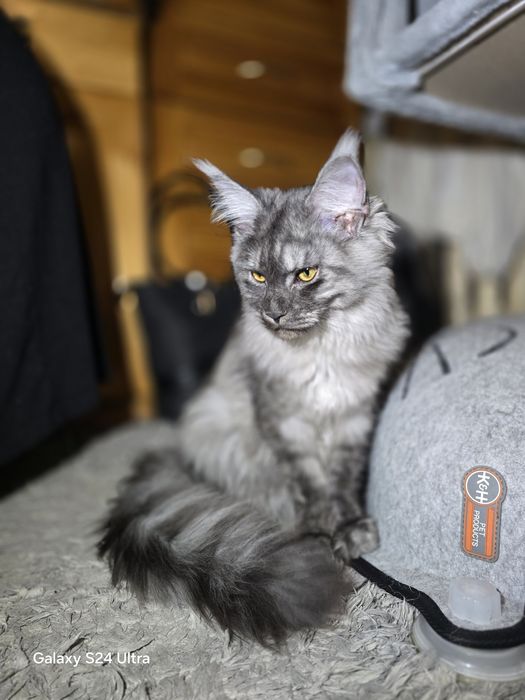 Maine coon Maine coon