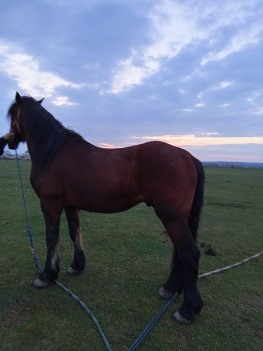Cal de 5ani  bun de caruta