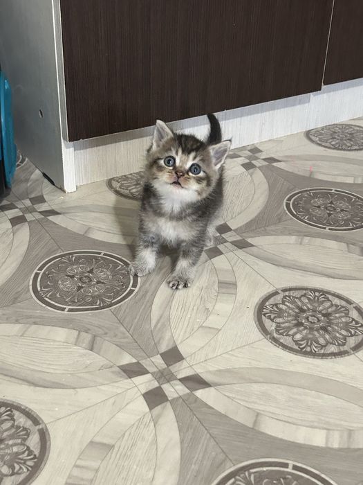 Бронь шотланских котят